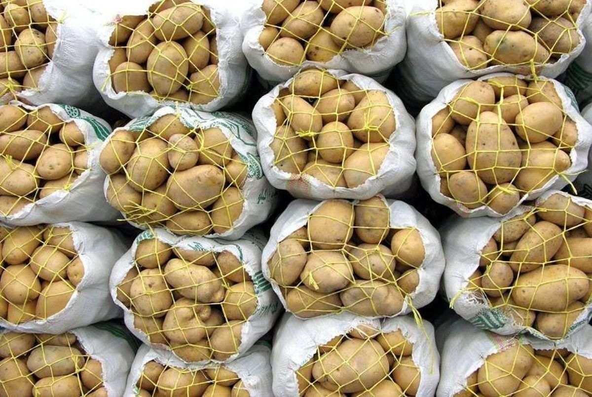 این بار بحران قیمت سیب‌زمینی در راه است؟