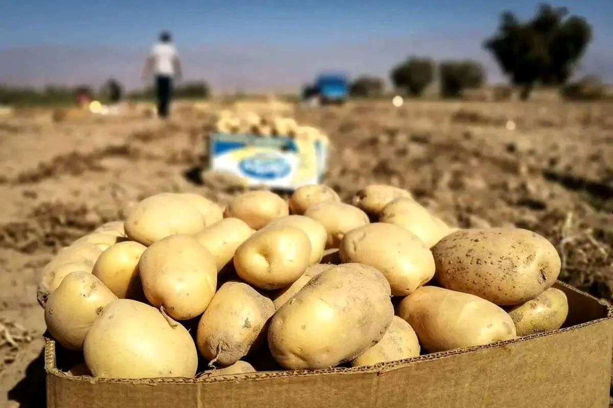 مدیریت سیبزمینی؛ جدیدترین بحران دولت!/ سیبزمینی روی دست صادرکنندگان باد کرد