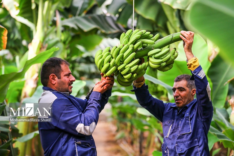 (تصاویر) کشت موز در نصف جهان resized_2451508_403
