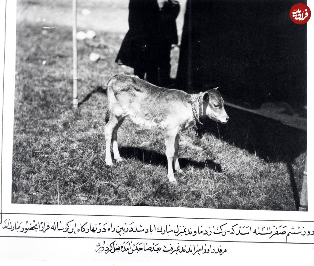 سفر به عصر قاجار؛ از عصرانهخوری همایونی تا گوسالهای که به حضور شاه آمد WOYjqb0QOLH7