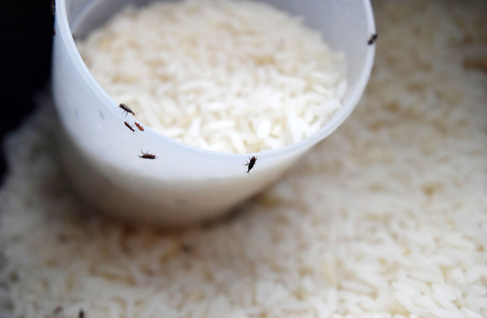 شمالی ها برنج را چطور نگه می‌دارند که خراب نمی‌شود؟
