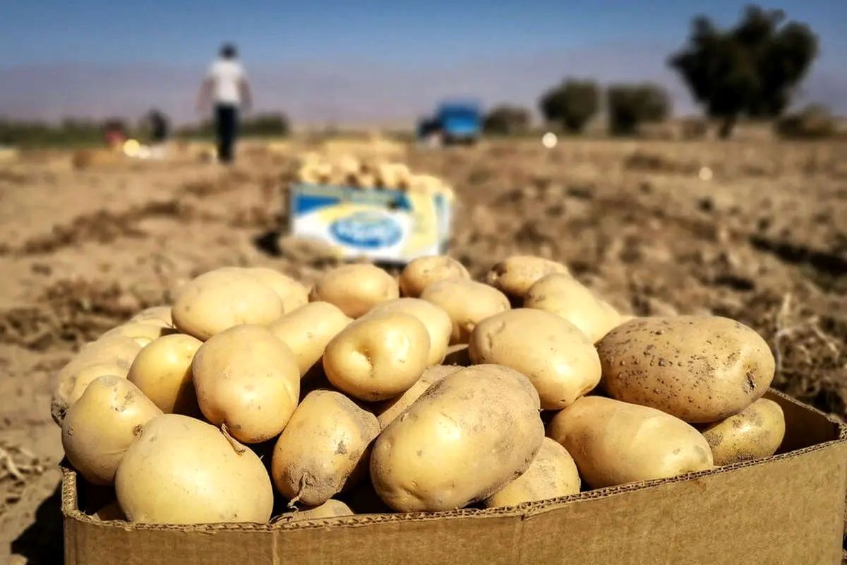 طلسم سیب‌زمینی شکسته شد