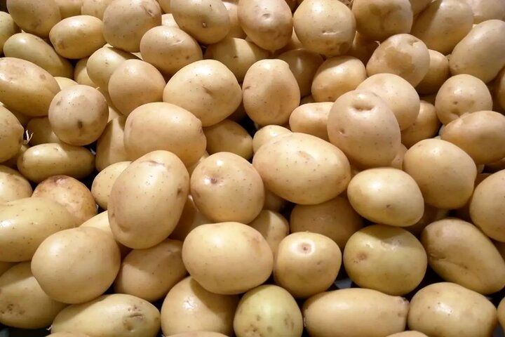 سیبزمینی به وفور در میادین و بازارهای میوه یافت میشود