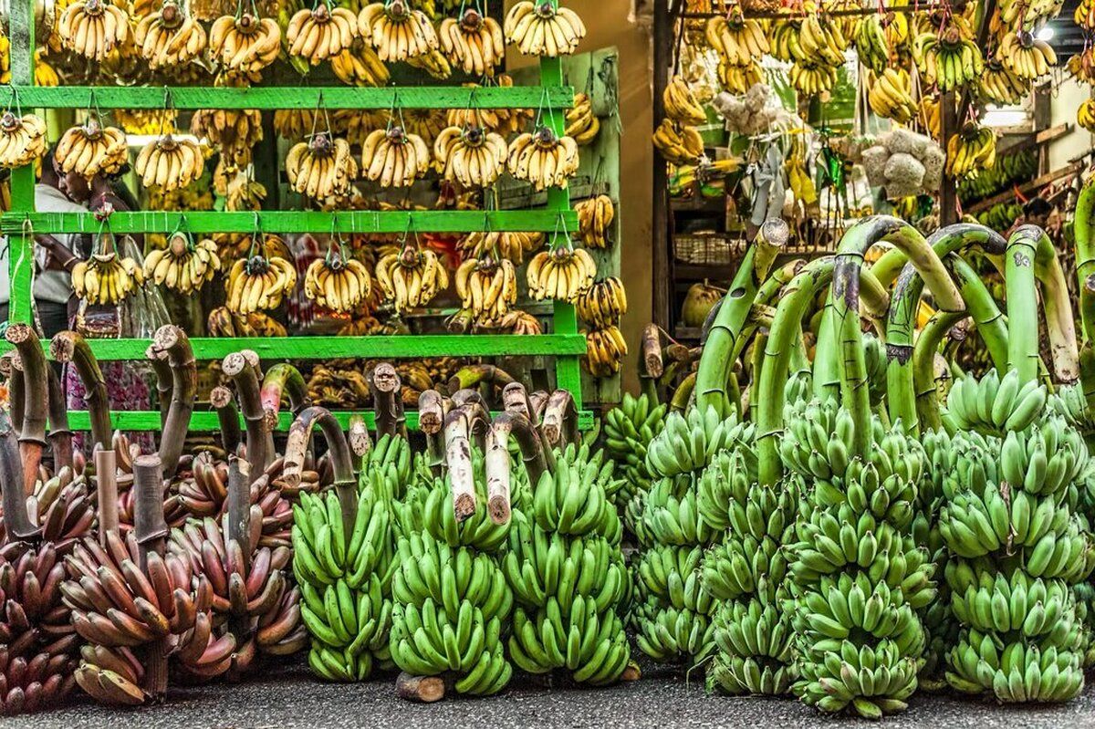 یافته جدید محققان؛ تاثیر موز در کنترل فشار خون!