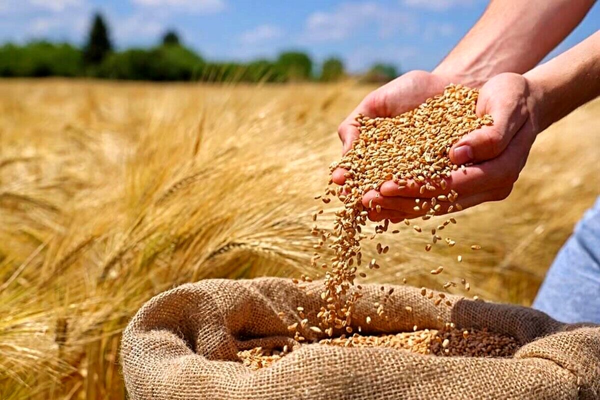 آغاز خرید تضمینی گندم در سال ۱۴۰۴ / نرخ هرکیلو گندم چند؟