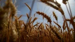 تعیین قیمت جدید خرید تضمینی گندم در شهریورماه امسال
