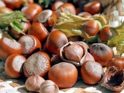 بازار فندق به ۱۶.۸ میلیارد دلار میرسد | فرصتها و چالشهای ایران در صادرات