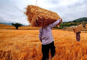 خبر خوش برای گندمکاران/ دستور فوری پزشکیان برای تغییر قیمت تضمینی گندم