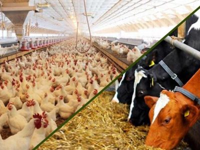 افزایش ۴ برابری قیمت نهاده های دامی/ قیمت گوشت و مرغ چقدر می شود؟